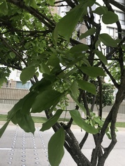 Platymiscium pinnatum