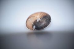 Trochulus hispidus