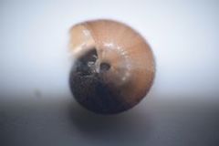Trochulus hispidus
