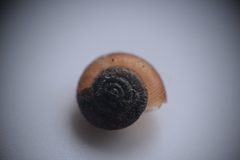 Trochulus hispidus