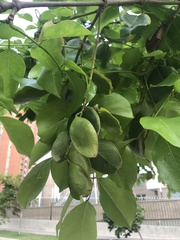 Platymiscium pinnatum