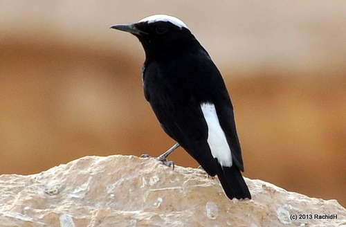 White-crowned Wheatear