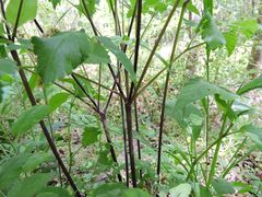 Osmorhiza longistylis