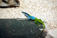 Anolis allisoni
