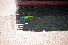 Anolis allisoni
