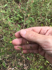 Boerhavia dominii
