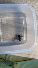 Vespa velutina
