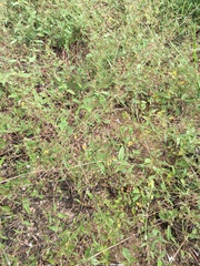 Boerhavia dominii