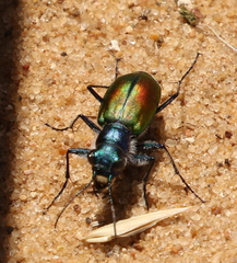 Cicindela scutellaris scutellaris
