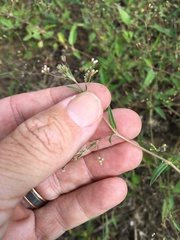 Boerhavia dominii