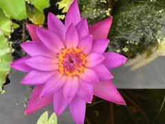 Nymphaea
