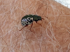 Calligrapha confluens