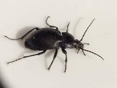 Carabus convexus
