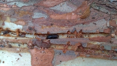 Ips sexdentatus