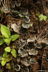 Peltigera extenuata