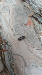 Ips sexdentatus