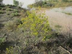 Euryops annae