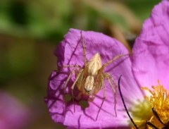 Oxyopes lineatus