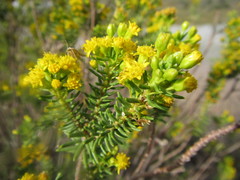 Euryops annae
