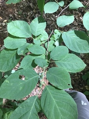 Styracaceae