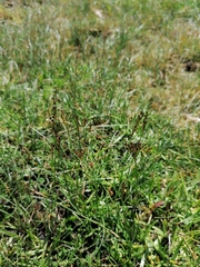 Juncus gerardi