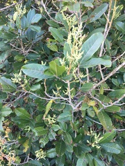 Excoecaria dallachyana