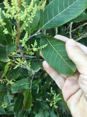 Excoecaria dallachyana