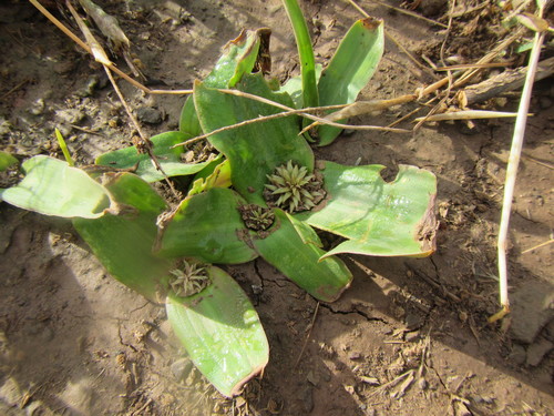 Image of Daubenya comata by (c) douglaseustonbrown, some rights reserved (CC BY-SA)