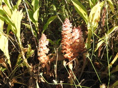 Orobanche amethystea