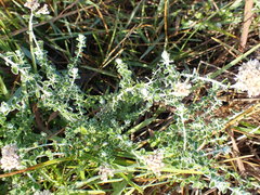 Plecostachys serpyllifolia