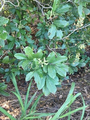 Excoecaria dallachyana