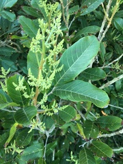 Excoecaria dallachyana