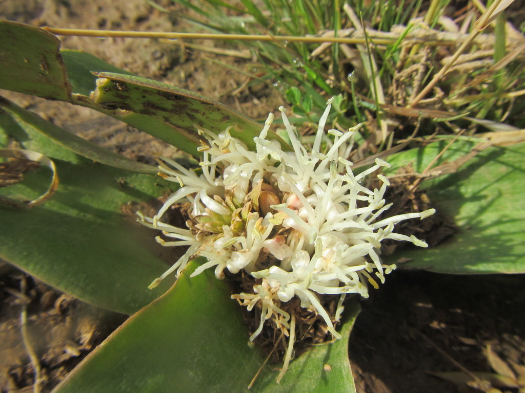 Daubenya comata, Bo-Karoo, South Africa