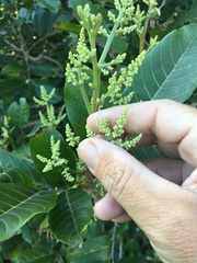 Excoecaria dallachyana