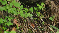 Leptosia nina niobe