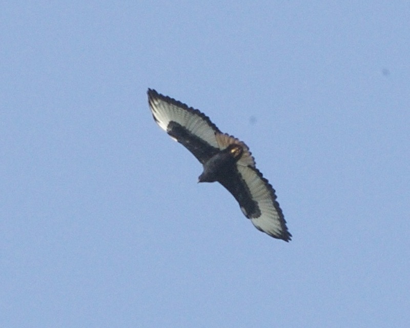 Augur Buzzard