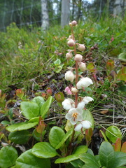 Pyrola rotundifolia norvegica