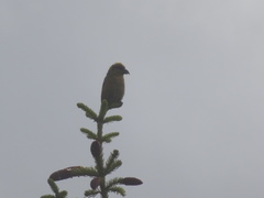 Loxia pytyopsittacus