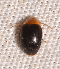 Sacodes thoracica