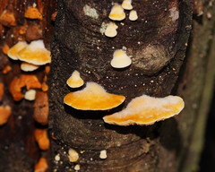 Crepidotus stromaticus