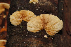 Crepidotus stromaticus