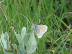 Coenonympha tullia