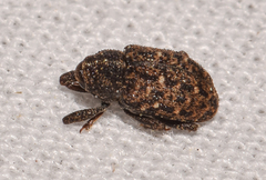 Apteromechus ferratus