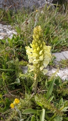 Pedicularis sibthorpii