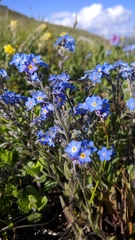 Myosotis popovii