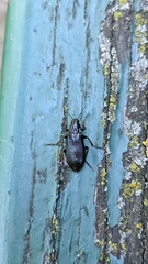 Melandryidae
