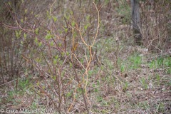 Aurantioporthe corni