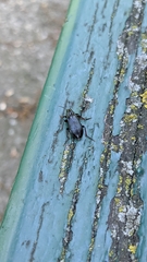 Melandryidae