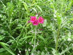 Primula pulverulenta