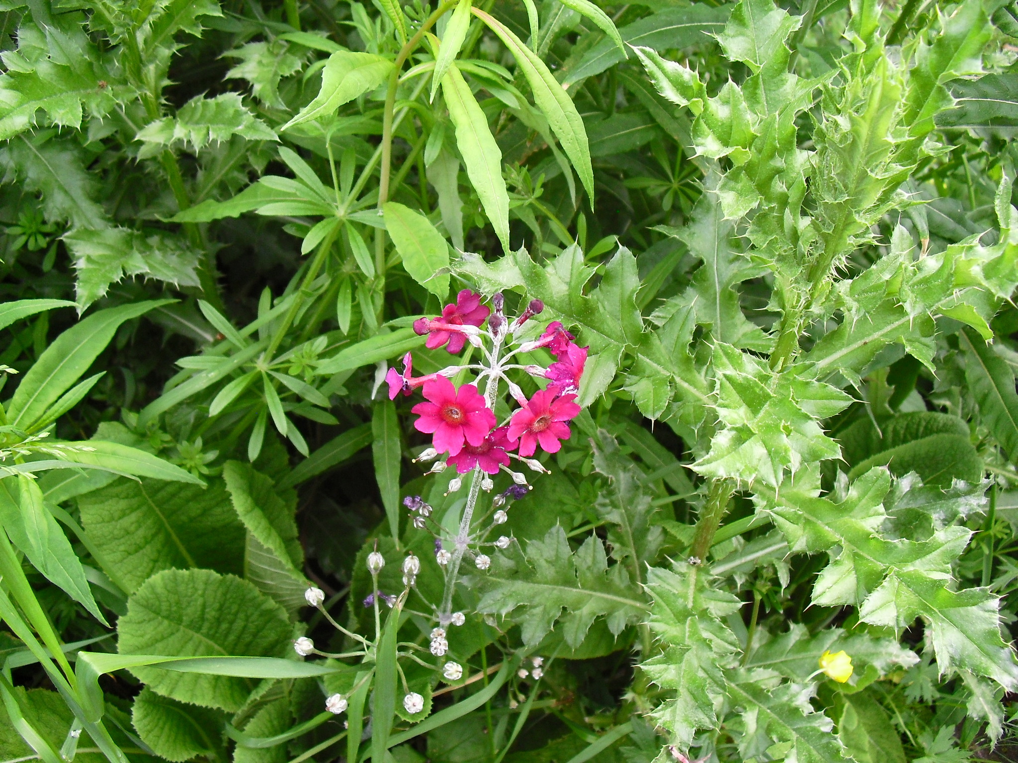 Primula pulverulenta